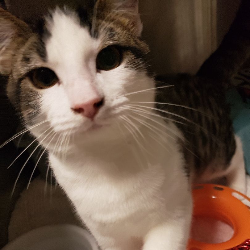 Cat for adoption Ben, a Domestic Short Hair in Hendersonville, TN