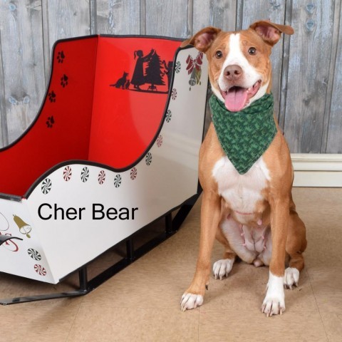 Cher Bear 1