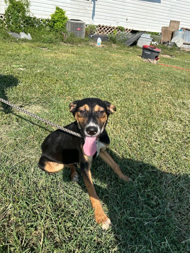 American foxhound best sale black lab mix