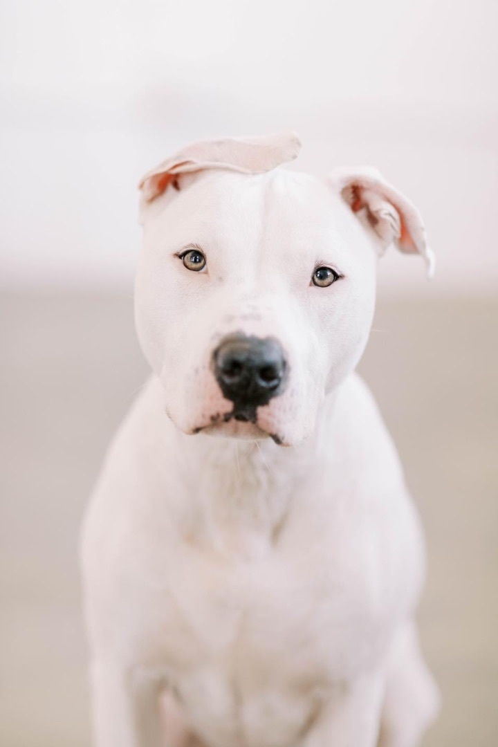 Chloe, an adoptable Pit Bull Terrier Mix in Kansas City, MO_image-3