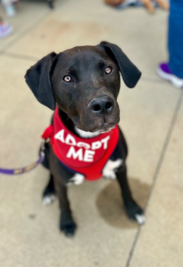 Falcon, an adoptable Terrier, Mixed Breed in Urbandale, IA, 50322 | Photo Image 1