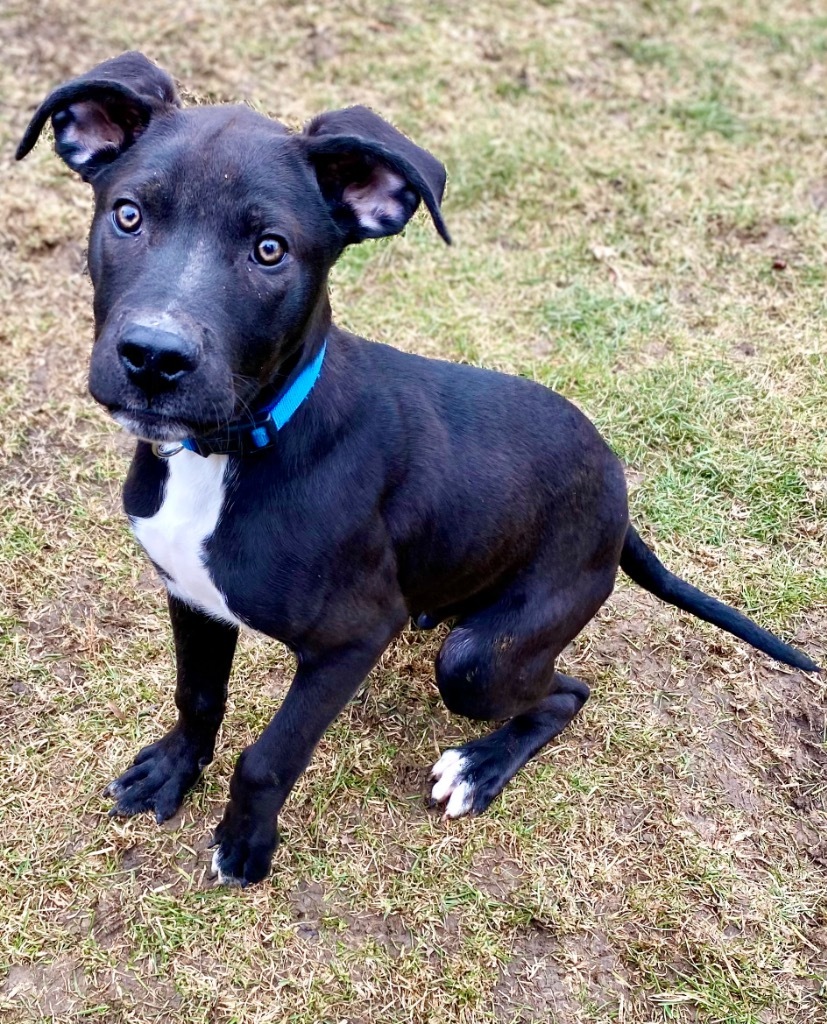 Falcon, an adoptable Terrier, Mixed Breed in Urbandale, IA, 50322 | Photo Image 2