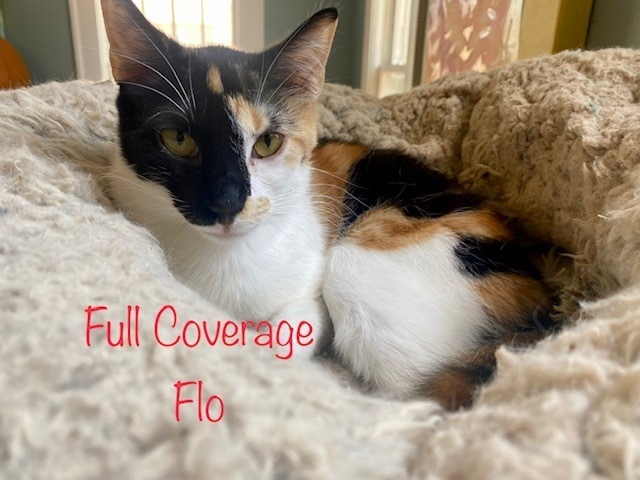 Full Coverage Flo, an adoptable Calico in El Dorado, AR, 71730 | Photo Image 1