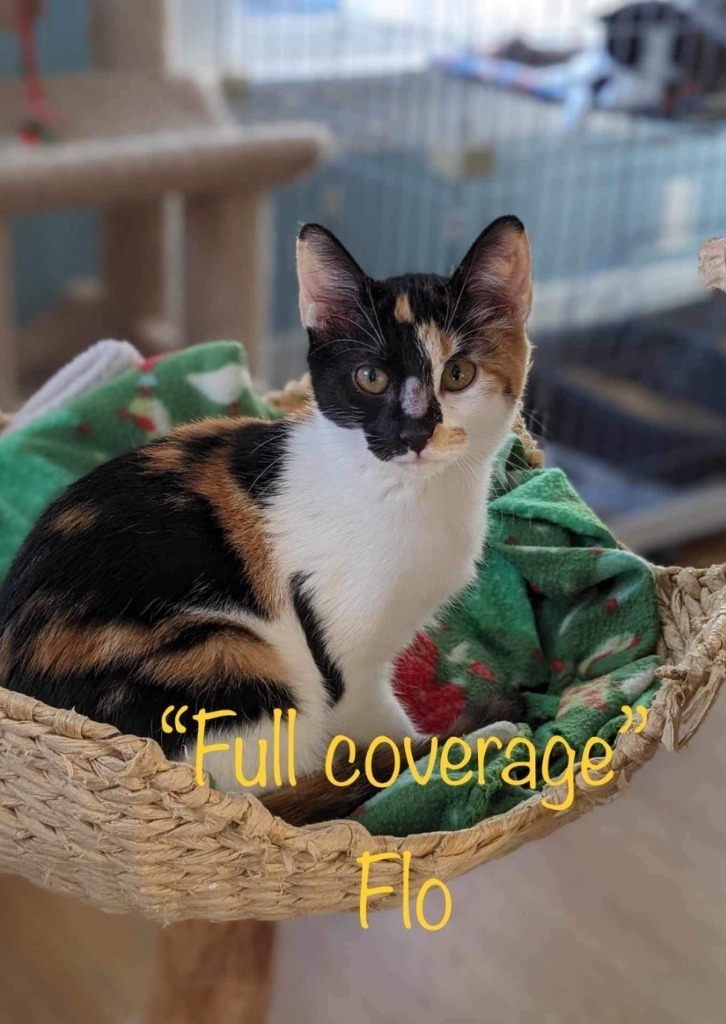 Full Coverage Flo, an adoptable Calico in El Dorado, AR, 71730 | Photo Image 2