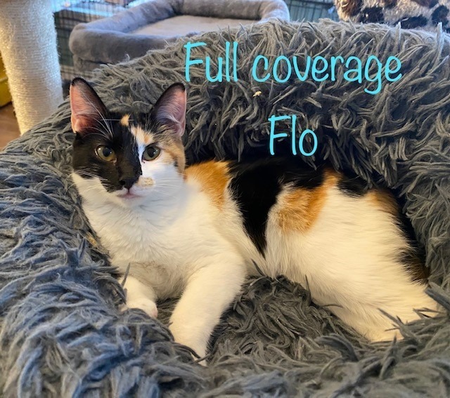 Full Coverage Flo, an adoptable Calico in El Dorado, AR, 71730 | Photo Image 3