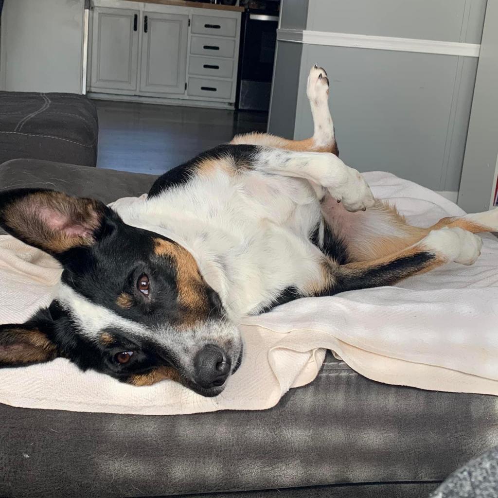 Oakley - MISSING, an adoptable Australian Shepherd in Lynchburg, VA, 24502 | Photo Image 1