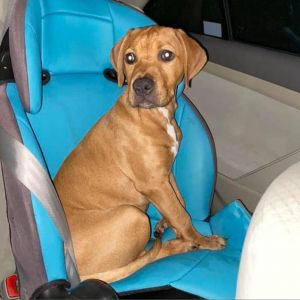 Bella - MISSING, Adult Female Mixed Breed