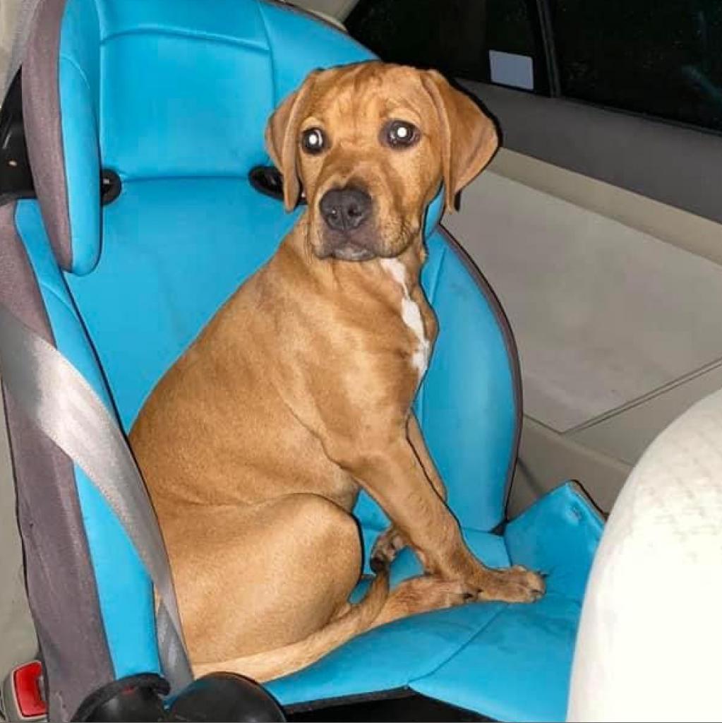 Bella - MISSING, an adoptable Mixed Breed in Lynchburg, VA, 24502 | Photo Image 1