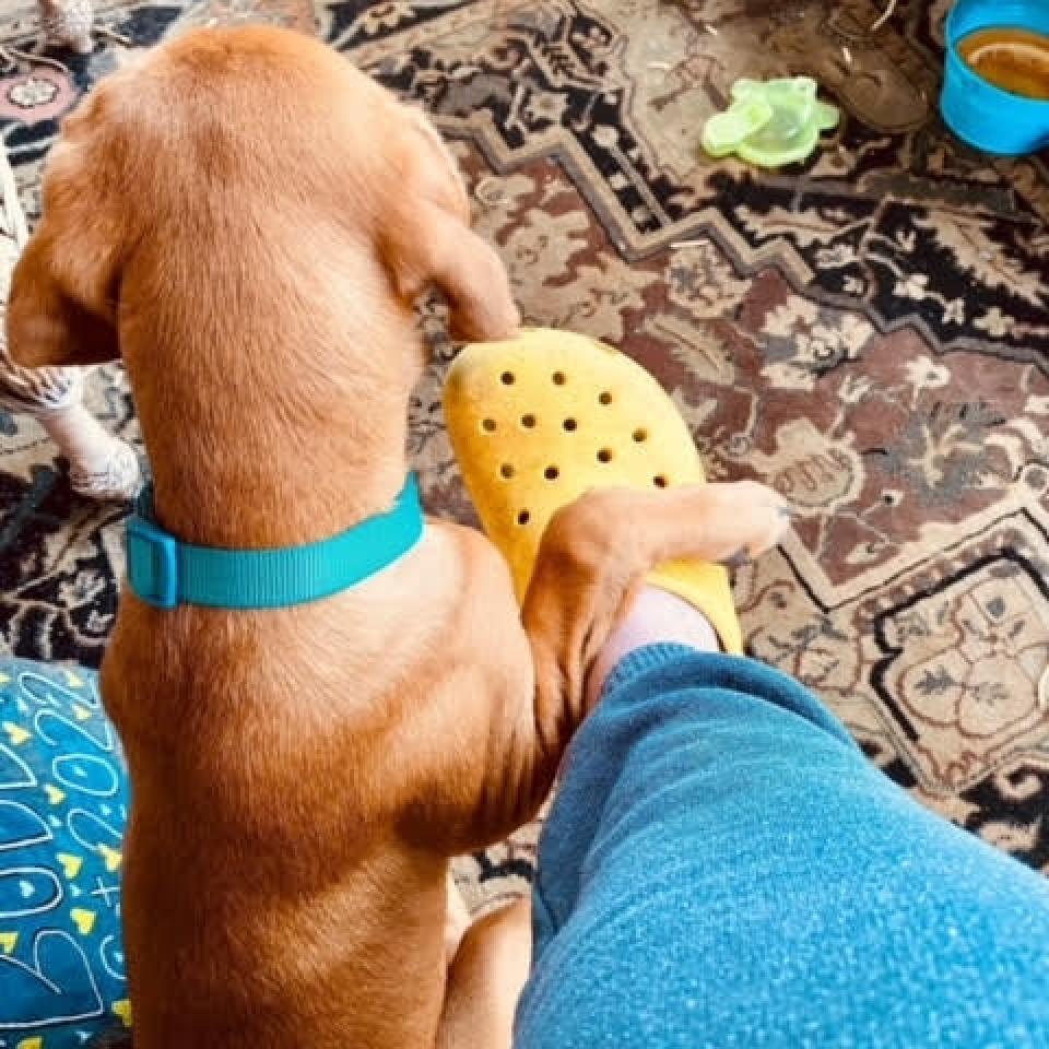 Bella - MISSING, an adoptable Mixed Breed in Lynchburg, VA, 24502 | Photo Image 2