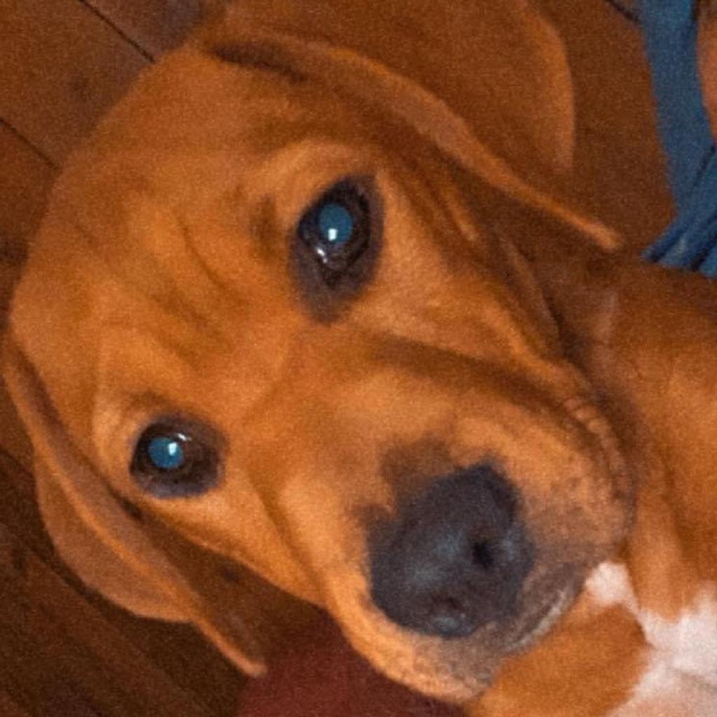 Bella - MISSING, an adoptable Mixed Breed in Lynchburg, VA, 24502 | Photo Image 3