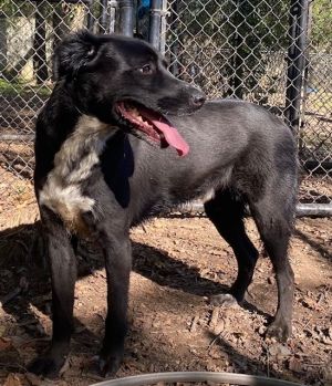 BETA, Adult Male Labrador Retriever