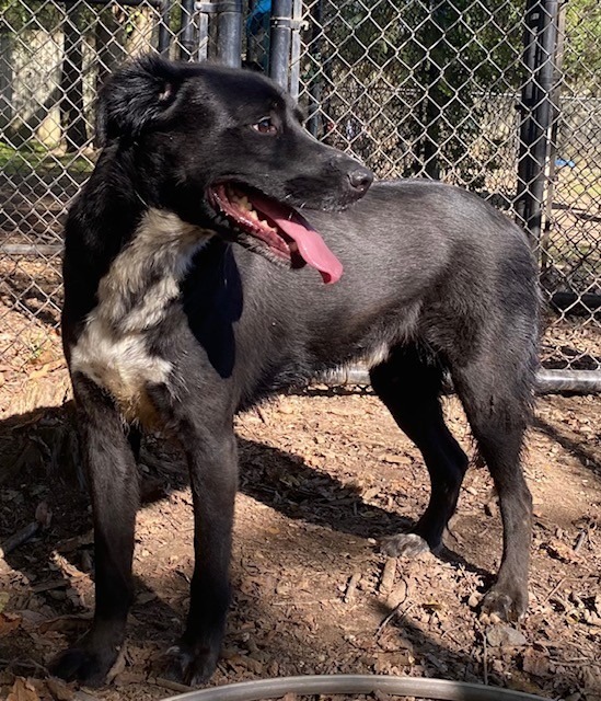 BETA, an adoptable Labrador Retriever in Little Rock, AR, 72210 | Photo Image 1