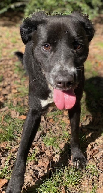 BETA, an adoptable Labrador Retriever in Little Rock, AR, 72210 | Photo Image 2