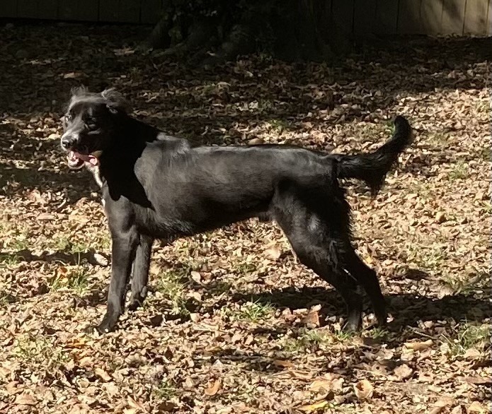 BETA, an adoptable Labrador Retriever in Little Rock, AR, 72210 | Photo Image 3