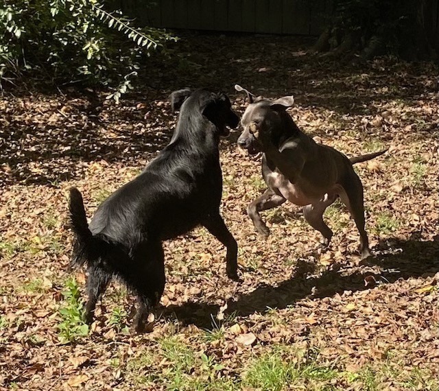 BETA, an adoptable Labrador Retriever in Little Rock, AR, 72210 | Photo Image 4