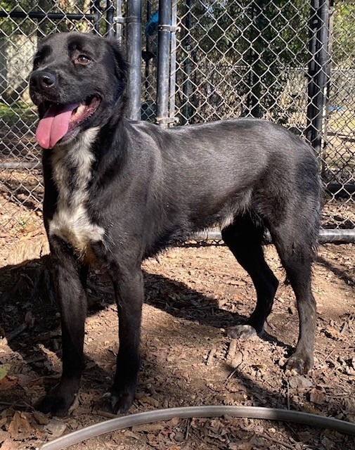 BETA, an adoptable Labrador Retriever in Little Rock, AR, 72210 | Photo Image 5