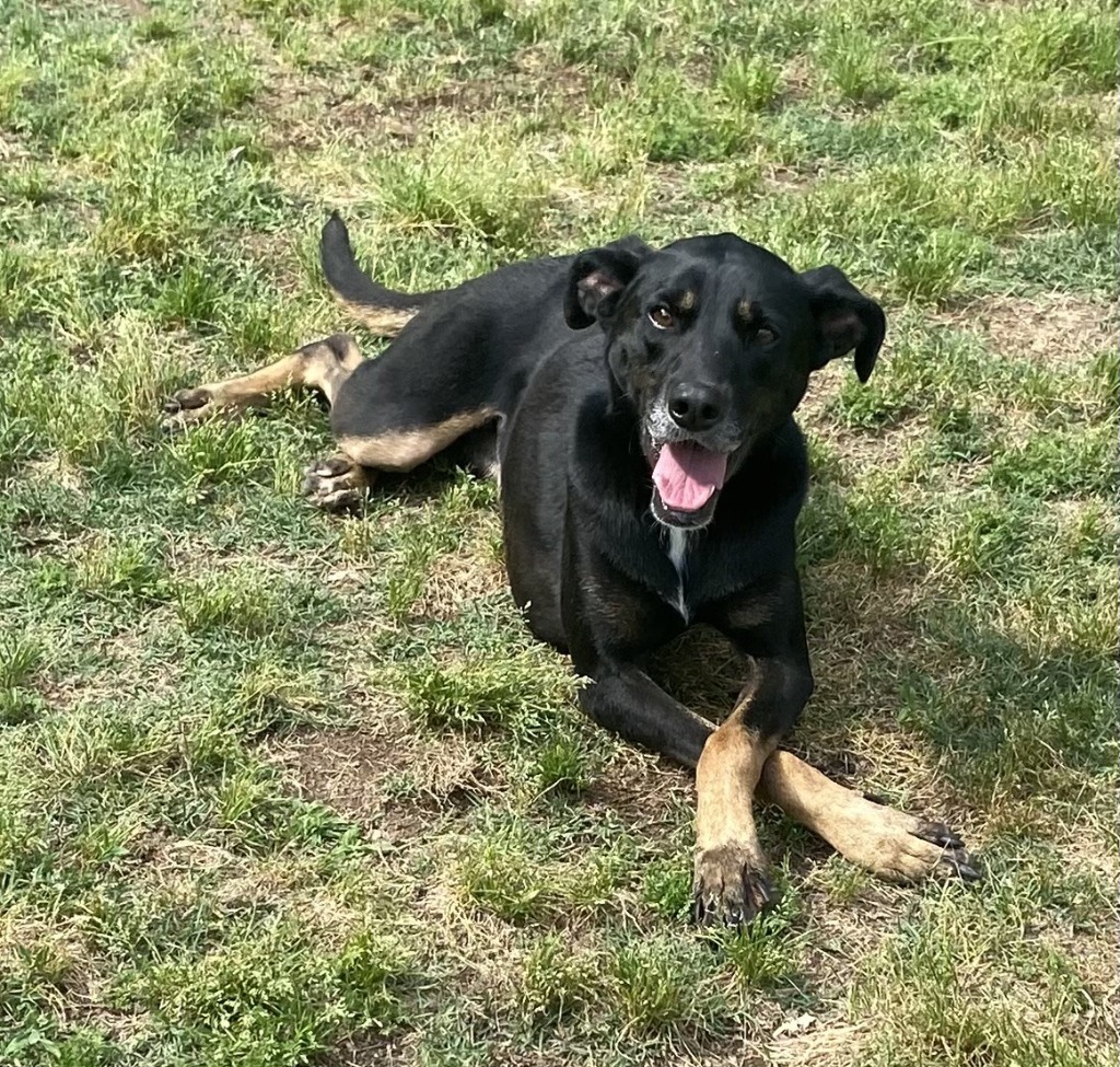 Stratus, an adoptable Hound in Little Rock, AR, 72210 | Photo Image 1