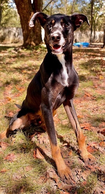 Stratus, an adoptable Hound in Little Rock, AR, 72210 | Photo Image 2