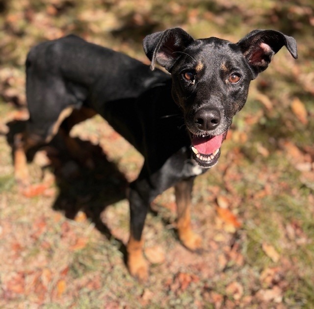 Stratus, an adoptable Hound in Little Rock, AR, 72210 | Photo Image 3