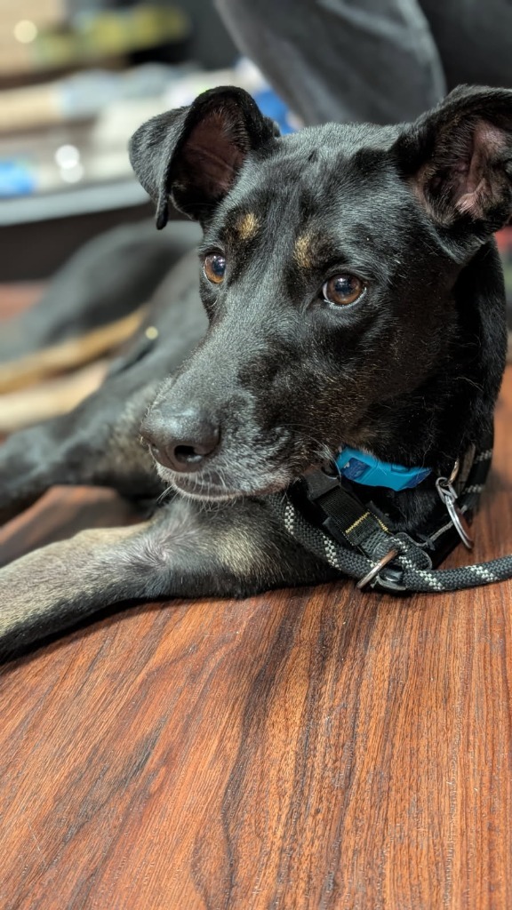 Stratus, an adoptable Hound in Little Rock, AR, 72210 | Photo Image 4