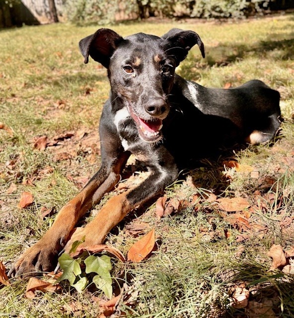 Stratus, an adoptable Hound in Little Rock, AR, 72210 | Photo Image 5