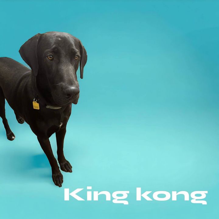 Dog 2024 king kong