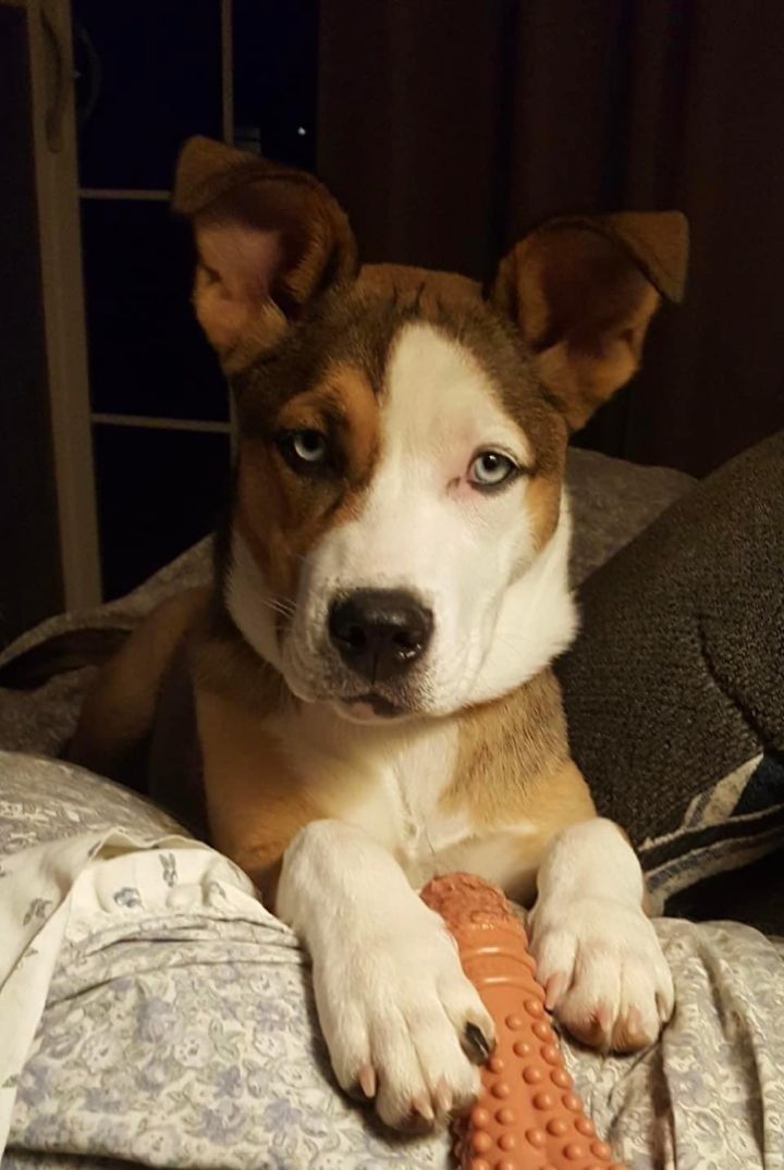 Dog for adoption - CHLOE ~ being fostered, a Husky & Pit Bull Terrier ...