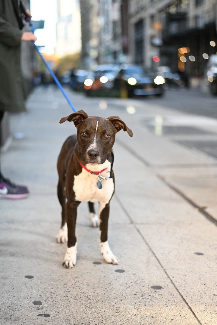 Dog for adoption Ace, a Mixed Breed in Plainview, NY Petfinder