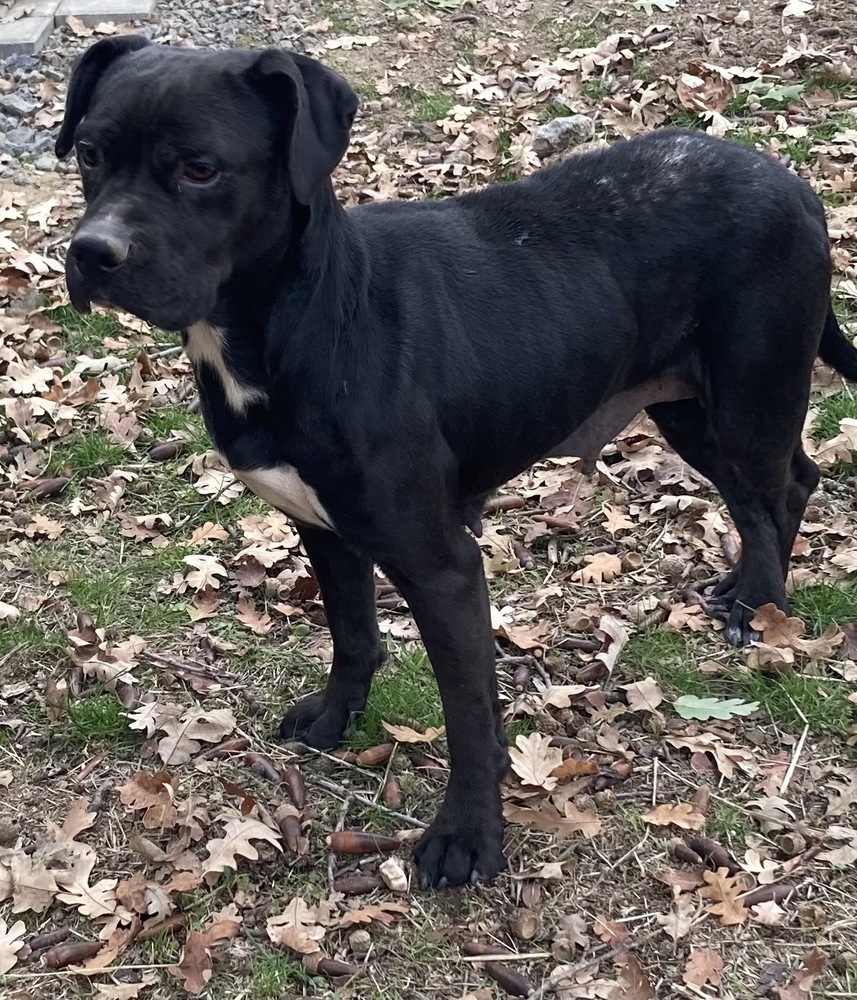 Maria, an adoptable Labrador Retriever, Pit Bull Terrier in Jamestown, CA, 95327 | Photo Image 3