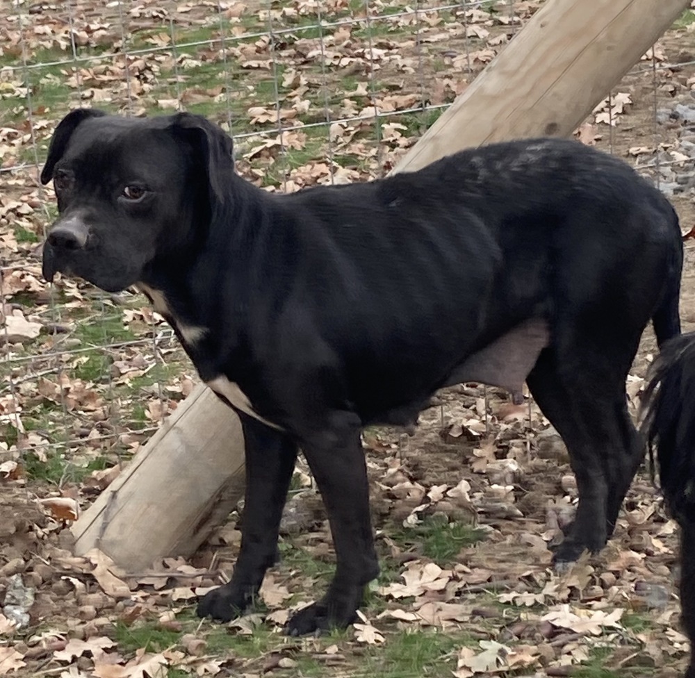 Maria, an adoptable Labrador Retriever, Pit Bull Terrier in Jamestown, CA, 95327 | Photo Image 4