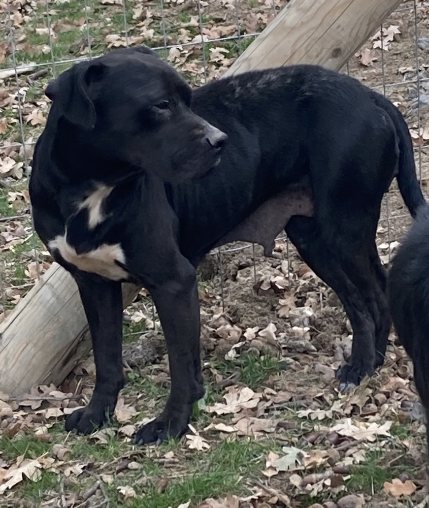 Maria, an adoptable Labrador Retriever, Pit Bull Terrier in Jamestown, CA, 95327 | Photo Image 5