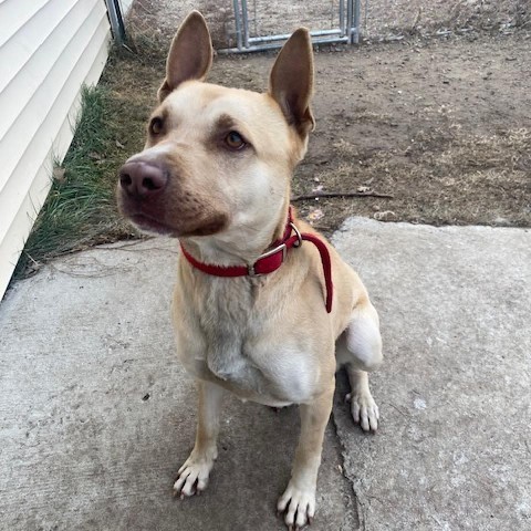 Bounty, an adoptable Pit Bull Terrier, Shepherd in Wadena, MN, 56482 | Photo Image 6