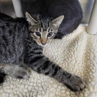 Jasper, an adoptable Domestic Short Hair in Buffalo, WY, 82834 | Photo Image 1