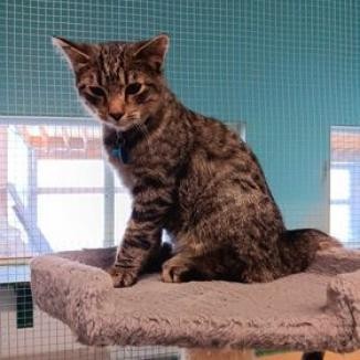 Jasper, an adoptable Domestic Short Hair in Buffalo, WY, 82834 | Photo Image 2