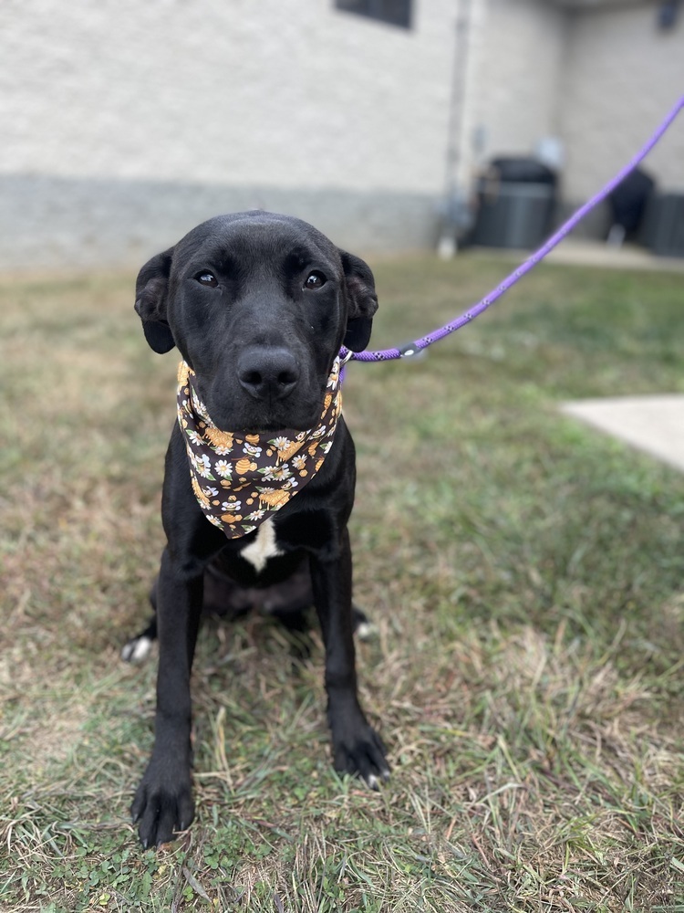 Dog for adoption - Rachel, a Labrador Retriever & American ...