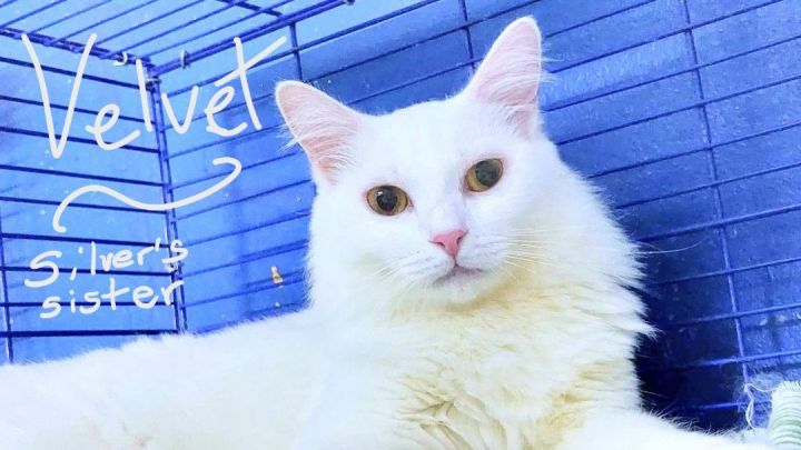 Deaf white cats for 2024 adoption