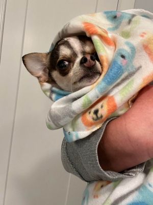 Ay best sale chihuahua rescue