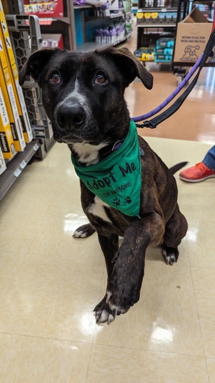 Lucinda, an adoptable Terrier, Retriever in West Allis, WI, 53214 | Photo Image 1