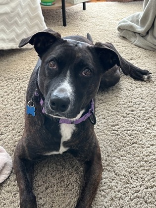 Lucinda, an adoptable Terrier, Retriever in West Allis, WI, 53214 | Photo Image 1