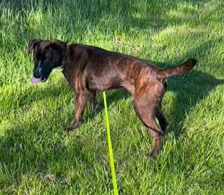 Lucinda, an adoptable Terrier, Retriever in West Allis, WI, 53214 | Photo Image 2