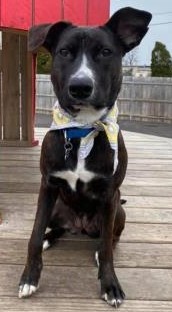 Lucinda, an adoptable Terrier, Retriever in West Allis, WI, 53214 | Photo Image 3