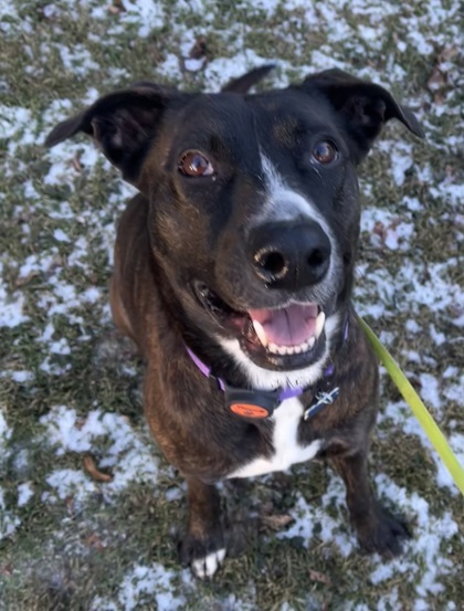 Lucinda, an adoptable Terrier, Retriever in West Allis, WI, 53214 | Photo Image 3