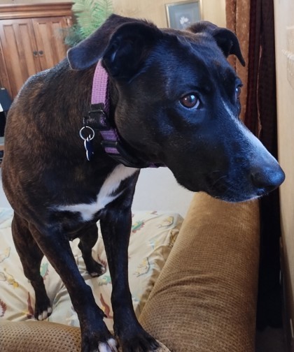 Lucinda, an adoptable Terrier, Retriever in West Allis, WI, 53214 | Photo Image 3