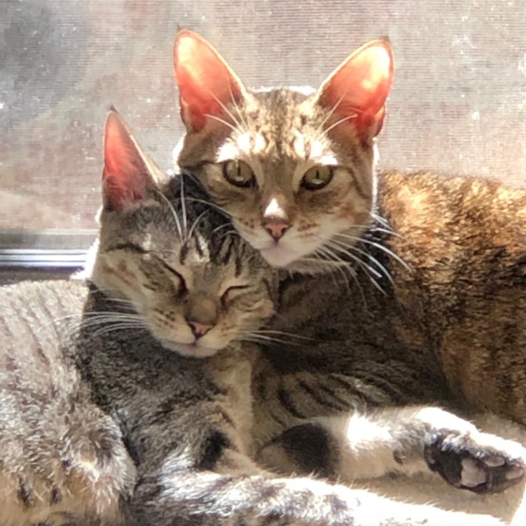 Scarlett and Panko