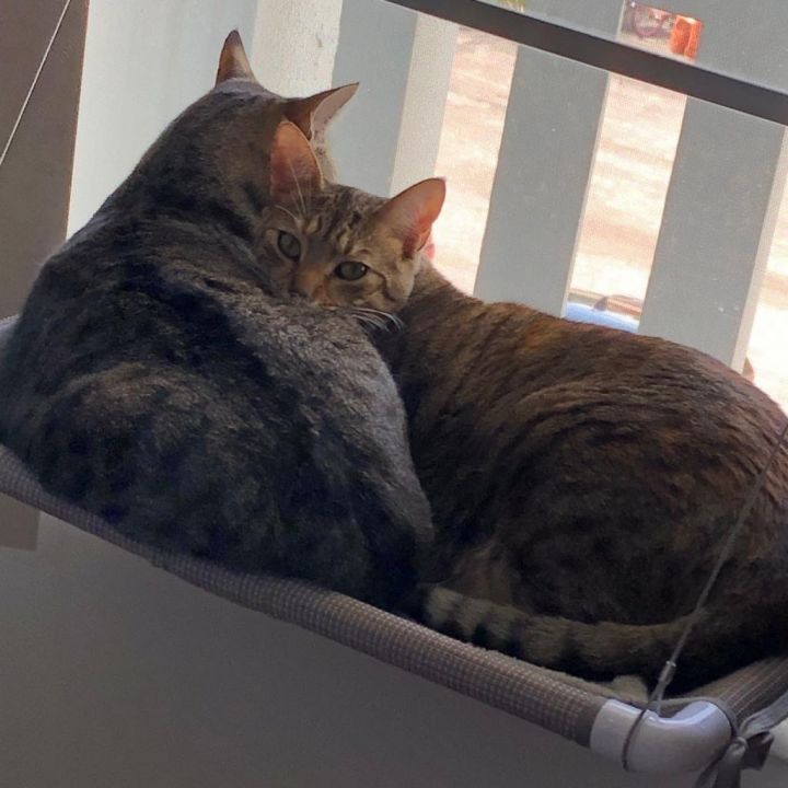 Scarlett and Panko 4