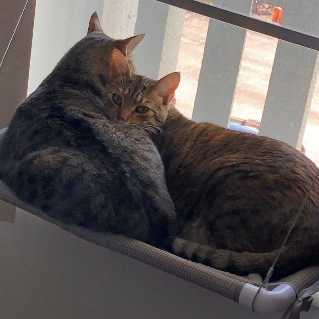 Scarlett and Panko