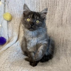 Hello My name is Itzli and I am a cute smoke-colored kitten I showed up at the