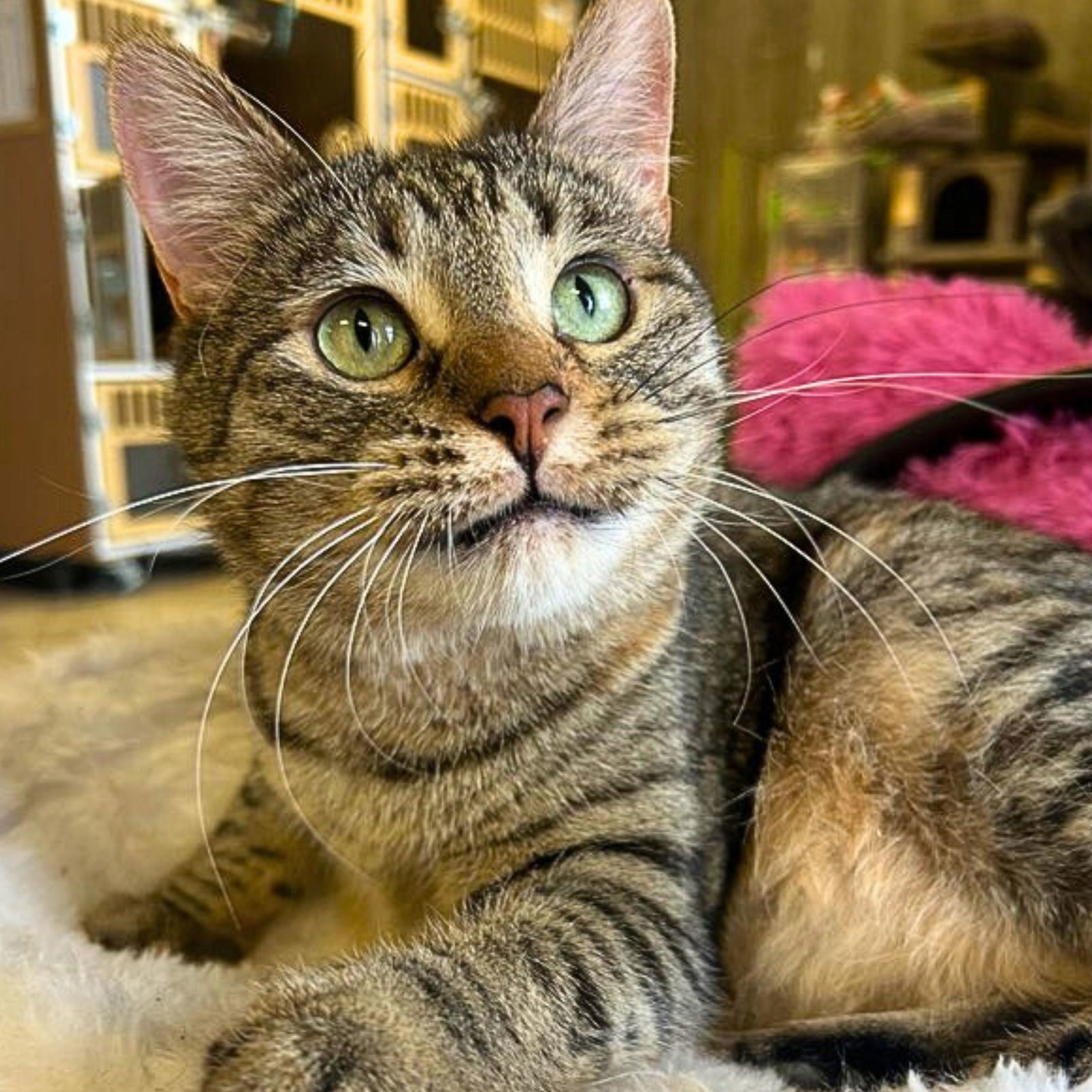 Lark, an adoptable Domestic Short Hair in Laramie, WY, 82073 | Photo Image 1