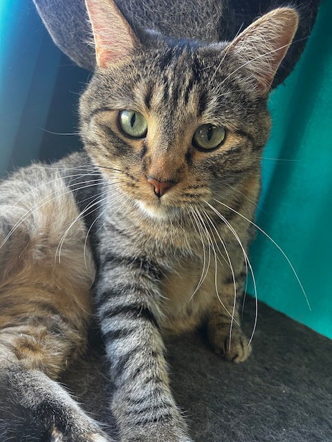 Lark, an adoptable Domestic Short Hair in Laramie, WY, 82073 | Photo Image 2