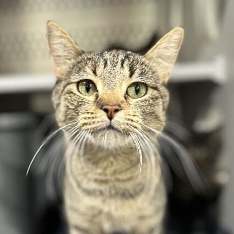 Lark, an adoptable Domestic Short Hair in Laramie, WY, 82073 | Photo Image 3